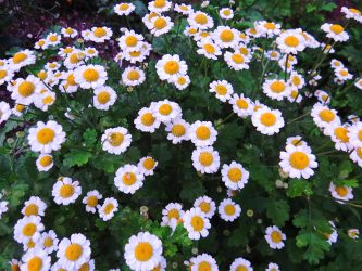 feverfew flowers